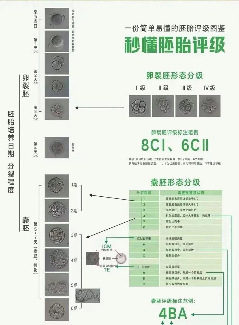 杭州卵裂胚评分高低怎么看 对试管成功率影响大吗